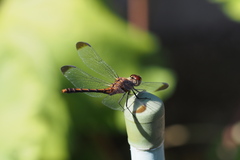 Sympetrum infuscatum
