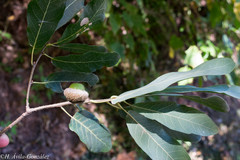 Quercus splendens