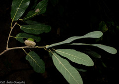 Quercus splendens