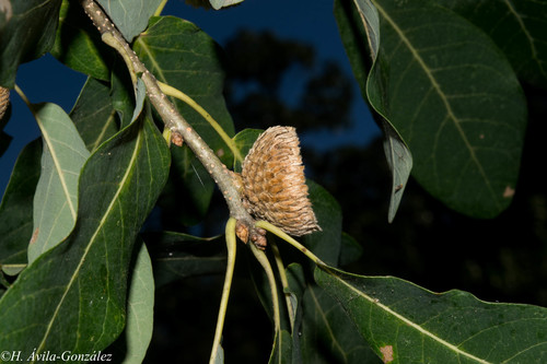Quercus sororia