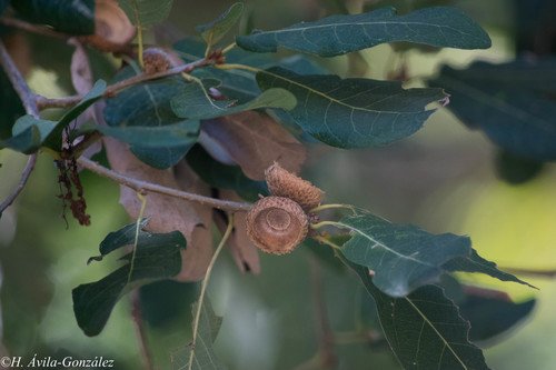 Quercus sororia