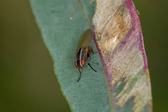 Poecilohetaerus aquilus