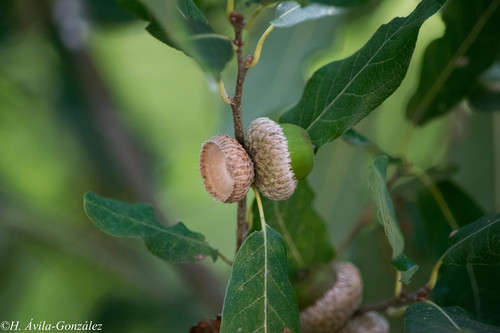 Quercus sororia