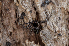 Tharpyna campestrata