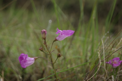 Image of Agalinis peduncularis by (c) Antonio Francisco, some rights reserved (CC BY-SA)