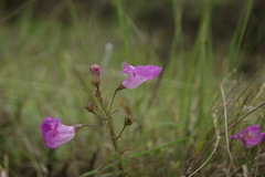 Agalinis peduncularis