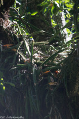 Disocactus speciosus