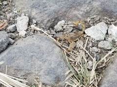 Centruroides tecomanus