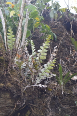 Disocactus anguliger