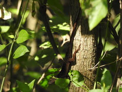 Anolis sagrei