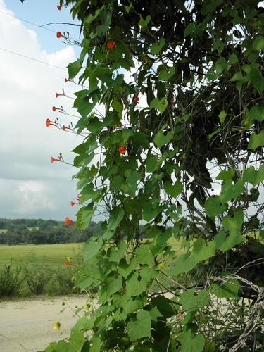 scarlet creeper