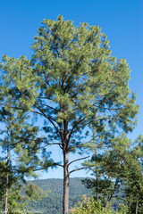 Pinus maximinoi