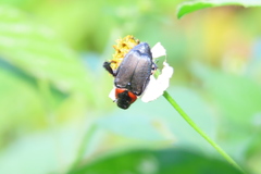 Strigoderma sulcipennis