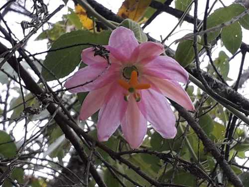 Passiflora tarminiana image