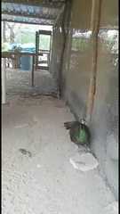 Pavo cristatus × muticus