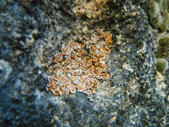 Psora pseudorussellii