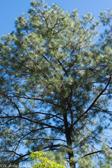 Pinus maximinoi