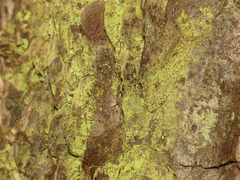 Chrysothrix chamaecyparicola