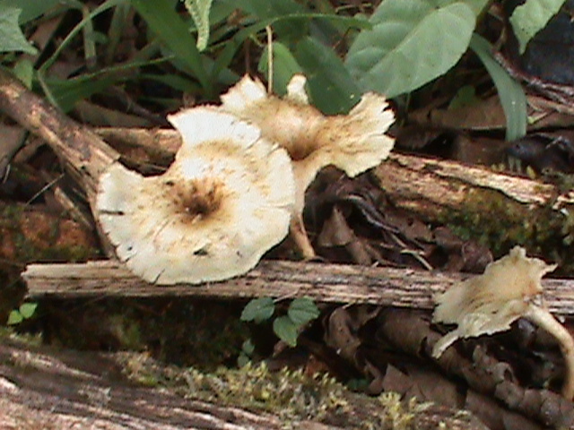 Lentinus crinitus · October 2020 · photo: © aaaguirre (iNaturalist, cc-by)