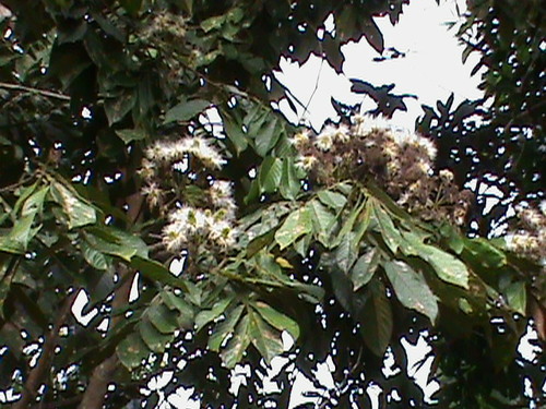 Inga edulis