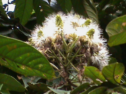 Inga edulis