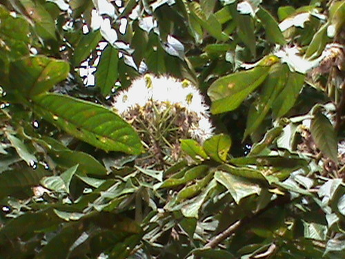 Inga edulis