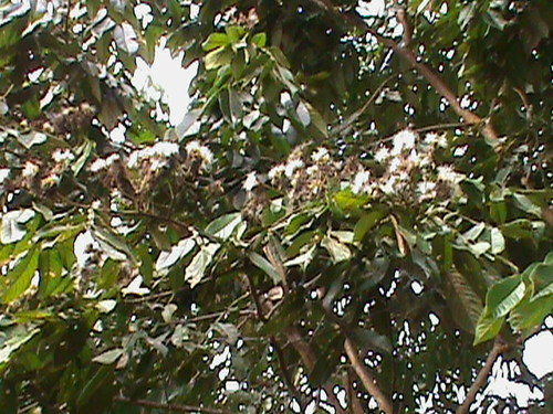 Inga edulis