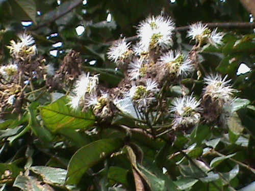 Inga edulis
