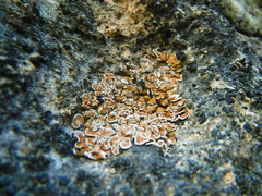 Psora pseudorussellii