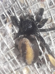 Phidippus