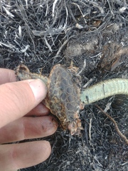 Lithobates areolatus