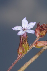 Plumbago caerulea