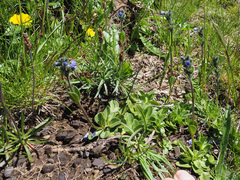 Veronica bellidioides