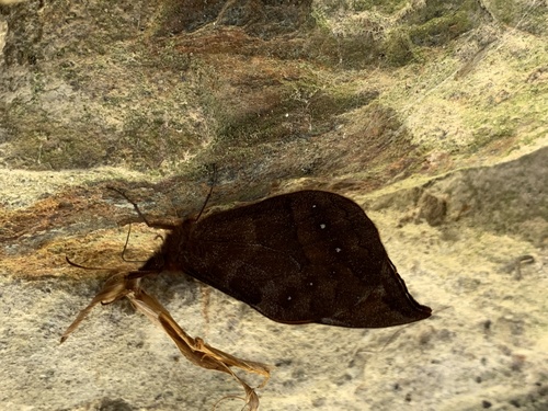 Apexacuta orsedice