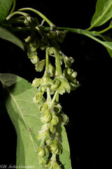 Garrya laurifolia