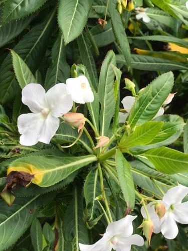 Impatiens sodenii image