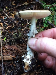 Amanita porphyria