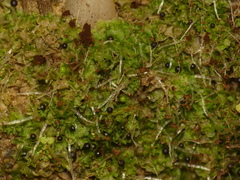 Fossombronia wondraczekii
