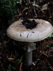 Amanita porphyria