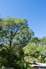 Pinus herrerae