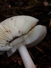 Amanita porphyria