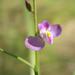 Violet Milkwort - Photo (c) Jason Sharp, some rights reserved (CC BY-NC-SA), uploaded by Jason Sharp