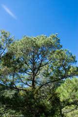 Pinus herrerae