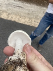 Amanita elliptosperma