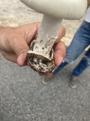 Amanita elliptosperma