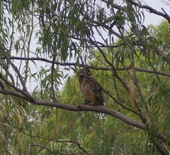 Bubo bengalensis