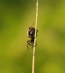 Steatoda