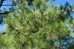 Pinus herrerae