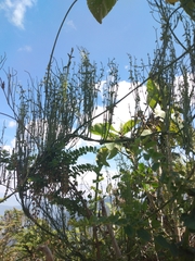 Scyphostelma microphylla
