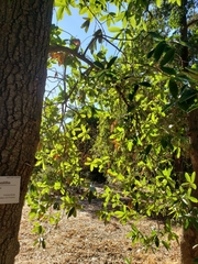 Quercus crassipes
